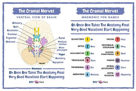 Mnemonic of cranial nerves - The 12 cranial nerves play a crucial role in the functioning of the human body, particularly in relation to sensory and motor functions. As a nurse, understanding the anatomy and functions of these nerves is essential for providing comprehensive care to clients. Keep reading for a comprehensive overview chart and tips on how to remember …